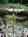 Carex vesicaria