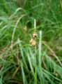 Carex viridula
