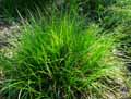 Carex vulpina