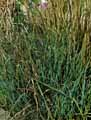 Cyperaceae-Cladium-mariscus-Marisque.jpg