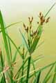 Cyperaceae-Cyperus-longus-Souchet-long-Souchet-odorant.jpg