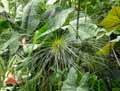 Cyperaceae-Cyperus-papyrus-Papyrus-d-Egypte.jpg