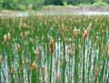 Eleocharis palustris