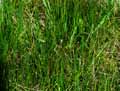 Eleocharis palustris