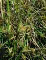 Eriophorum angustifolium