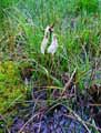 Eriophorum angustifolium