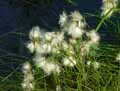 Eriophorum angustifolium