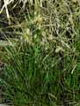 Eriophorum angustifolium