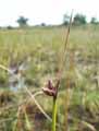 Schoenoplectus pungens, Scirpus pungens