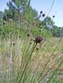 Schoenus nigricans