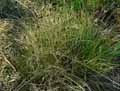 Schoenus nigricans