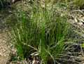 Scirpoides holoschoenus