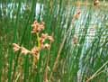 Scirpus lacustris