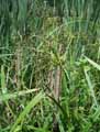 Scirpus sylvaticus