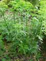 Datisca cannabina