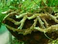 Davallia bullata