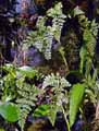 Davallia canariensis
