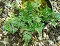 Davalliaceae-Humata-tyermanii-Fougere-pattes-de-lapin.jpg