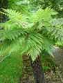 Dicksonia antartica