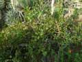 Portulacaria afra, Portulaca afra
