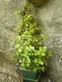 Didiereaceae-Portulacaria-afra-Portulaca-afra-Pourpier-en-arbre.jpg
