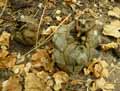 Dioscoreaceae-Dioscorea-elephantipes-Plante-tortue-Pied-d-elephant.jpg