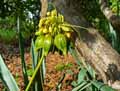Tacca leontopetaloides