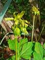 Tacca leontopetaloides