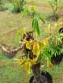 Tacca leontopetaloides