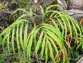Tacca sp.