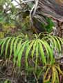 Tacca sp.
