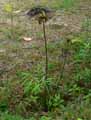 Tacca sp.