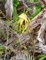 Tacca sp.