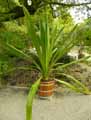 Doryanthes excelsa CorrÃªa