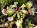 Dionaea muscipula