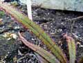 Drosera adelae