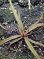 Drosera adelae