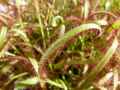 Drosera capensis