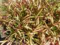 Drosera capensis