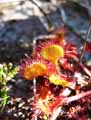 Drosera rotundifolia