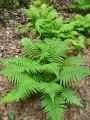Athyrium filix-femina