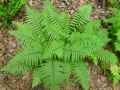 Athyrium filix-femina