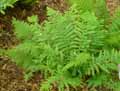 Dryopteridaceae-Athyrium-filix-femina-Fougere-femelle.jpg