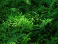Cystopteris fragilis