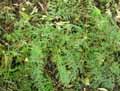 Cystopteris fragilis