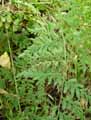 Cystopteris fragilis