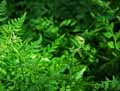 Dryopteridaceae-Cystopteris-fragilis-Capillaire-blanc-Cystopteride-fragile.jpg