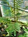 Dryopteridaceae-Didymochlaena-truncatula-Didymochlaena.jpg