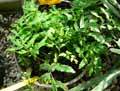 Dryopteridaceae-Diplazium-petersen-Diplazium.jpg