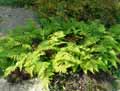 Dryopteridaceae-Dryopteris-erythrorosa-Dryopteris.jpg